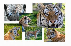Tiger Composite