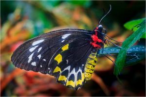 A Watchamacallit Butterfly