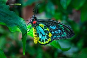 Clinging Butterfly