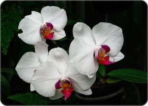 3 1-2 Orchids