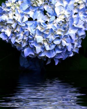 Blue Hydrangea Reflected