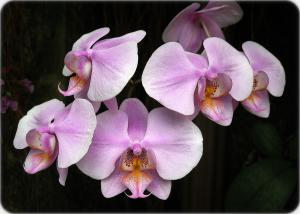 Five Orchid Faces