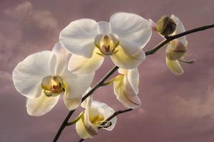 Orchids-Deep Cut 2