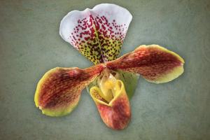 Orchids-Deep Cut 5