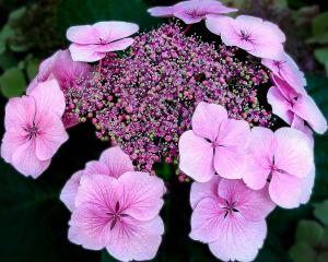 Pink Lacecap Hydrangea