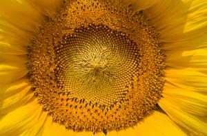 Sunflower Face