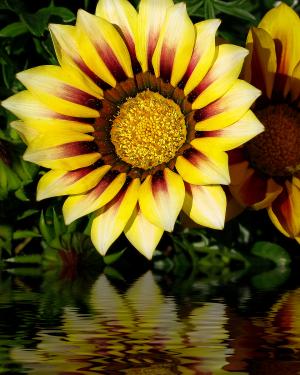 Sunflower Reflection