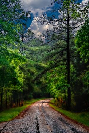 A Road in the Forest