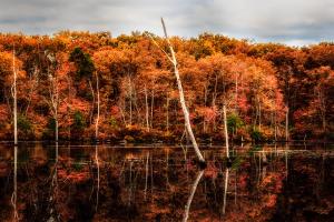 Trees in the Water, Manasquan Reservoir