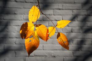 Golden Leaves Against a Gray Brick Wall